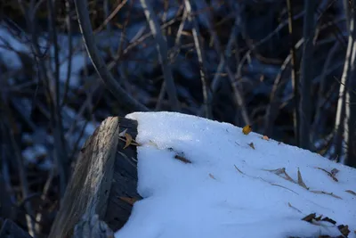 DSC_5207 (Large).JPG